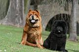 CHOW CHOW 721